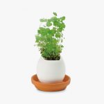 Table Garden Asplen